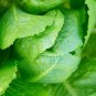 Lettuce Seeds Parris Island Cos Popular Garden Vegetable 4000 Seeds