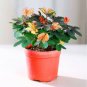 Mimosa pudica 200 Seeds