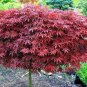 Japanese Maple Super Red Garden Tree Shrub 100 Seeds