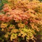 Fan Leaf Acer Baize Red Maple Tree 100 Seeds