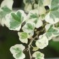 Japanese Ivy Seeds 'White Valentine' 100 Seeds
