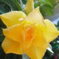 Premium Adenium Desert Rose Orangish Yellow Flowers 4-Layer 4 Seeds