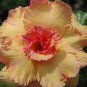 Premium Adenium Desert Rose Light Golden Flowers with Damask Pink Edge 5-Layer 4 Seeds