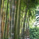 Fresh Giant Bamboo Dendrocalamus Giganteus 200 Seeds