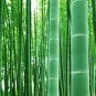 Fresh Giant Bamboo Dendrocalamus Giganteus 200 Seeds