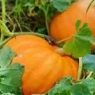 Magic Pumpkin 100 Seeds