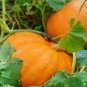 Magic Pumpkin 100 Seeds