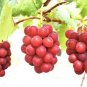 Ruby Roman Grapes 30 Seeds