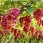 Ruby Roman Grapes 30 Seeds