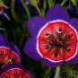 Tricolor Sparaxis Purple White Red Big Ornamental Flowers 200 Seeds