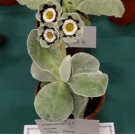 Europe Colorful Primula Acaulis Bonsai Potted 200 Seeds
