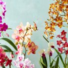 Orchid Cymbidium 200 Seeds