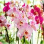 Orchid Cymbidium 200 Seeds