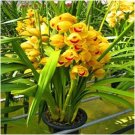 Orchid Cymbidium Yellow Flowers Red Purple Tongue 200 Seeds