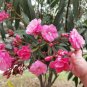 Nerium Flower Oleander Potted Plants 100 Seeds