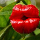 Red Lips Flower Lips Plants Rare Flower Pots Psychotria Elata Flower 200 Seeds
