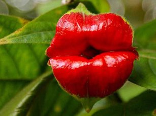Red Lips Flower Lips Plants Rare Flower Pots Psychotria Elata Flower 200 Seeds