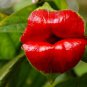 Red Lips Flower Lips Plants Rare Flower Pots Psychotria Elata Flower 200 Seeds