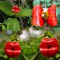 Red Lips Flower Lips Plants Rare Flower Pots Psychotria Elata Flower 200 Seeds