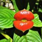 Red Lips Flower Lips Plants Rare Flower Pots Psychotria Elata Flower 200 Seeds