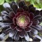 Aeonium 'Zwartkop' Black Master Succulent Plants Perennial 400 Seeds