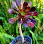 Aeonium 'Zwartkop' Black Master Succulent Plants Perennial 400 Seeds