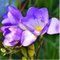 Freesia Flower Purple Flowers 40 Seeds