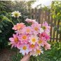 Dahlia Flower Pink Flowers with Whitish Centre Sing Petals 100 Seeds