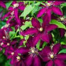 Clematis Purple Flowers with Light Green Centre Flowers 200 Seeds