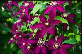 Clematis Purple Flowers with Light Green Centre Flowers 200 Seeds