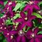 Clematis Purple Flowers with Light Green Centre Flowers 200 Seeds