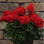 Geranium Dark Red Damask Double Compact Flowers 20 Seeds