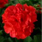 Geranium Dark Red Damask Double Compact Flowers 20 Seeds