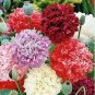 Peony Double Flowers 40 Seeds