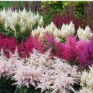 Astilbe Mixed Red Blue White Pink Colors 200 Seeds