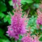 Astilbe Mixed Red Blue White Pink Colors 200 Seeds