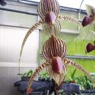 Paphiopedilum Orchid Flower White Pink 'Tiger' Flowers 200 Seeds