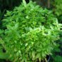 Dark Green Dwarf Basil 'Pluto' 200 Seeds