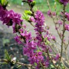 Daphne Mezereum February Daphne Shrub 100 Seeds