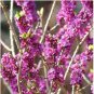 Daphne Mezereum February Daphne Shrub 100 Seeds