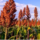 Sugar red Cane 200 Seeds