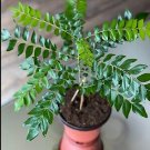 Ceylon Curry Leaf Plant Murraya Koenigii 100 Seeds