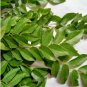 Ceylon Curry Leaf Plant Murraya Koenigii 100 Seeds