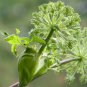 Angelica 100 Seeds