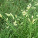 Buchloe Dactyloides Grass 100 Seeds