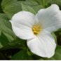 White Trillium Wildflower 100 Seeds