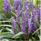 Blue Lily Turf Monkey Grass Flower 50 Seeds