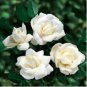White Climbing Rose 200 Seeds