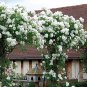 White Climbing Rose 200 Seeds