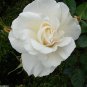 White Climbing Rose 200 Seeds